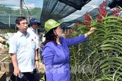 Hơn 55 tỷ đồng hỗ trợ dự án chuyển dịch cơ cấu nông nghiệp đô thị