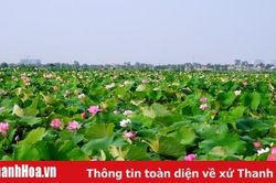 Sắc sen vào hạ