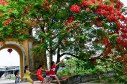 Nhớ những mùa ve tuổi học trò đã xa