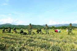 Mường Thanh ấm tình quân dân mùa gặt