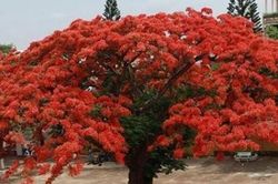 Vì sao phượng vĩ dễ bật gốc mùa hè?