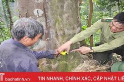 Nghìn đêm giữ rừng lim giữa đại ngàn Trường Sơn - Hà Tĩnh