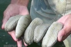 Cà Mau phát hiện vụ vận chuyển hơn 1,3 tấn động vật nghi là hải sâm
