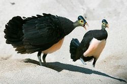Ngắm loài chim ấp trứng từ nhiệt núi lửa, mới nở đã bay