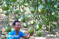 Hướng tới mô hình 'phố giữa làng'