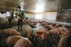 Tái đàn lợn còn vướng nhiều khó khăn