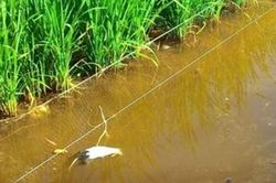Vướng bẫy điện chuột trên ruộng lúa, người đàn ông bị điện giật tử vong
