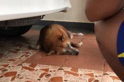 Chú chó qua đời sau khi chiến đấu với rắn độc để bảo vệ chủ
