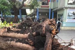 Sau vụ cây đè chết học sinh: Hà Nội yêu cầu các trường rà soát cây xanh