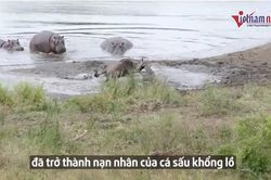 Bị cá sấu kẹp đầu, linh dương bất ngờ được hà mã giải cứu