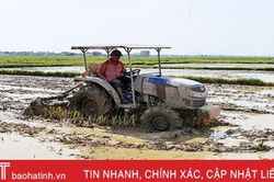 UBND tỉnh Hà Tĩnh yêu cầu kết thúc gieo cấy lúa hè thu trước 10/6
