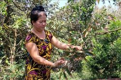 Nhiều diện tích sầu riêng bị thiệt hại nặng do hạn mặn