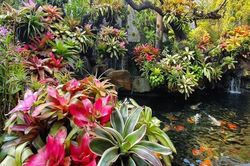 Ngỡ ngàng với khu vườn 300m2 đẹp như 'tiên cảnh' giữa TP Cần Thơ