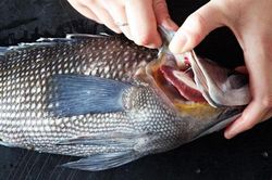 Mẹo chọn cá tươi ngon, không sợ người bán hàng qua mặt