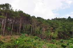 Phát hiện người đàn ông chết trong rừng, trên đầu có vết bắn
