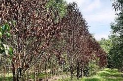 Khu rừng cổ nhất tại Trung Quốc có niên đại hơn 371 triệu năm