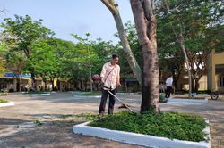 Đà Nẵng: Rà soát cây xanh, đảm bảo an toàn tại trường học