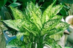 Chọn cây trồng hợp mệnh Thủy giúp gia chủ làm ăn phát tài