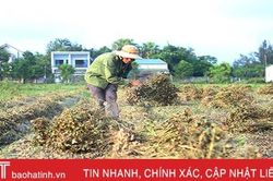 Mùa thu hoạch kém vui ở vựa lạc Hà Tĩnh