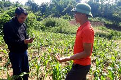 Chủ động phòng trừ sâu keo mùa thu trên cây ngô