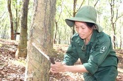 Xuất khẩu cao su đạt trên 60% tổng sản lượng