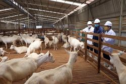 Thăm trang trại dê sữa lớn nhất Việt Nam