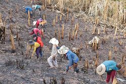 Phóng sự ảnh: Mùa lúa rẫy