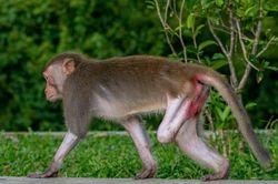 Xót xa bầy khỉ núi tật nguyền