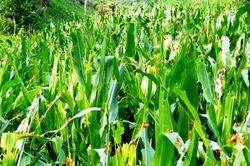 Châu chấu gây hại ở huyện biên giới tỉnh Thanh Hóa