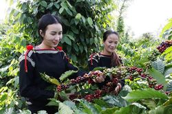 Giá cà phê hôm nay 30/5 giảm ba phiên liên tiếp, hồ tiêu tăng mạnh vượt mốc 60.000 đồng/kg