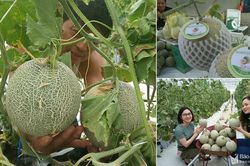Lần đầu tiên nông dân Thanh Chương trồng thành công dưa lưới