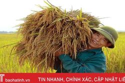 'Dẻo thơm một hạt đắng cay muôn phần'