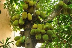 Mùa trái mít của tuổi thơ