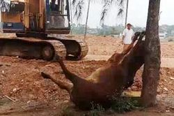 Điều tra vụ 4 con bò bỗng lăn ra chết bất thường, nghi bị người lạ đầu độc
