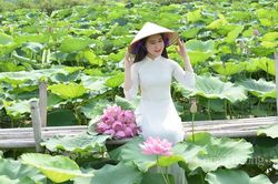 Sen Hồ Tây vào mùa