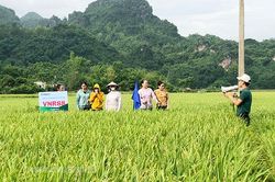 Phù Yên: Hội thảo đánh giá mô hình sản xuất giống lúa J01 và VNR8