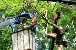 Hải Phòng: Kiểm tra, rà soát và xử lý cây xanh nguy hiểm trên địa bàn