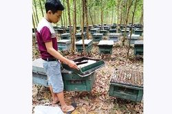 Xử lý nghiêm hành vi phá hoại cây trồng, vật nuôi