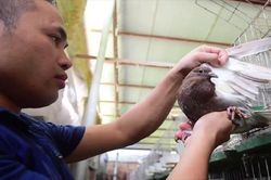 Bỏ nghề lập trình viên về làm 'nông dân nuôi chim' thu 3 tỷ đồng/năm