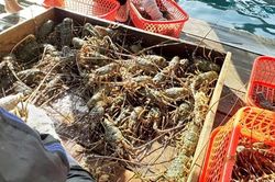 Giá tôm hùm vẫn ở mức thấp