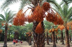 Ngất ngây với vườn chà là lớn nhất miền Tây