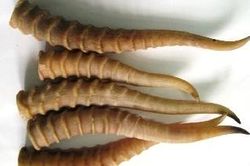 Vị thuốc quý từ dê