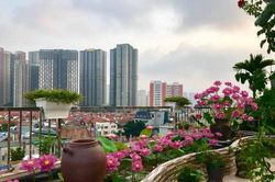 Ngắm hồ sen đẹp rực rỡ trên sân thượng