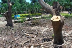Đắk Lắk: Rà soát cưa cắt nhiều cây phượng trong trường học