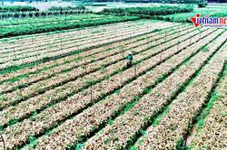 Cảnh sâu tơ tàn phá chưa từng thấy trên ruộng đồng Hà Nội
