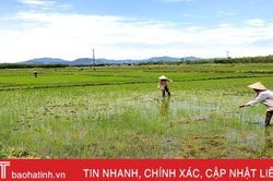 Đẩy nhanh tốc độ, 95% diện tích lúa hè thu ở Kỳ Anh đã được gieo cấy