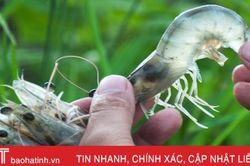 Khi mua tôm, người sành sẽ không chọn những con có đặc điểm này, đến người bán cũng khâm phục