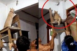 Bắt con thạch sùng thôi, boss mèo cũng cần ba người phục vụ