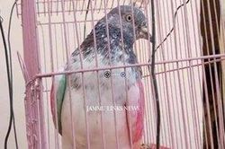 Chim bồ câu bị giam giữ vì tội gián điệp