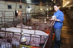 Tạo nguồn lợn giống phục vụ tái đàn